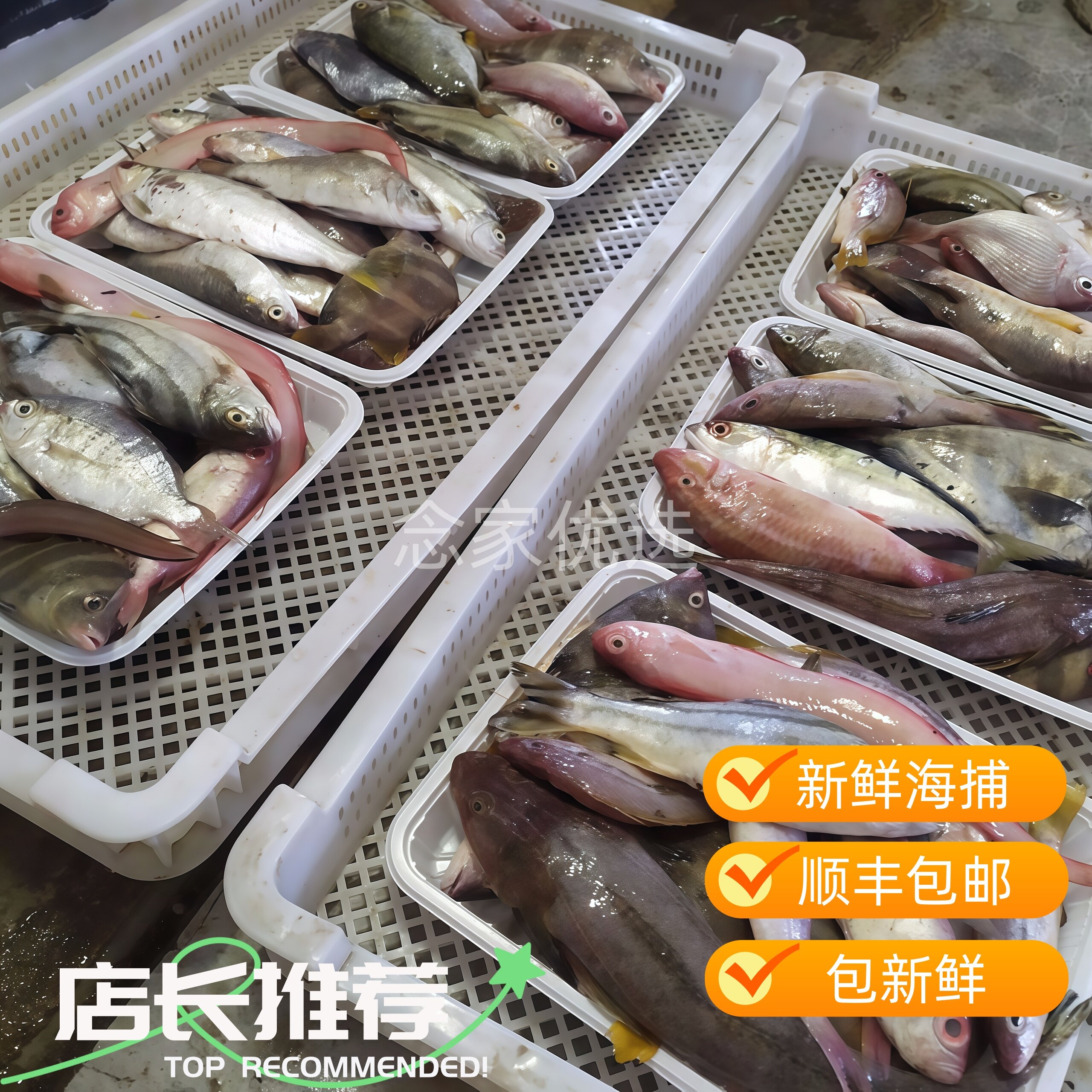 连云港野海鲜新鲜杂鱼生鲜水产