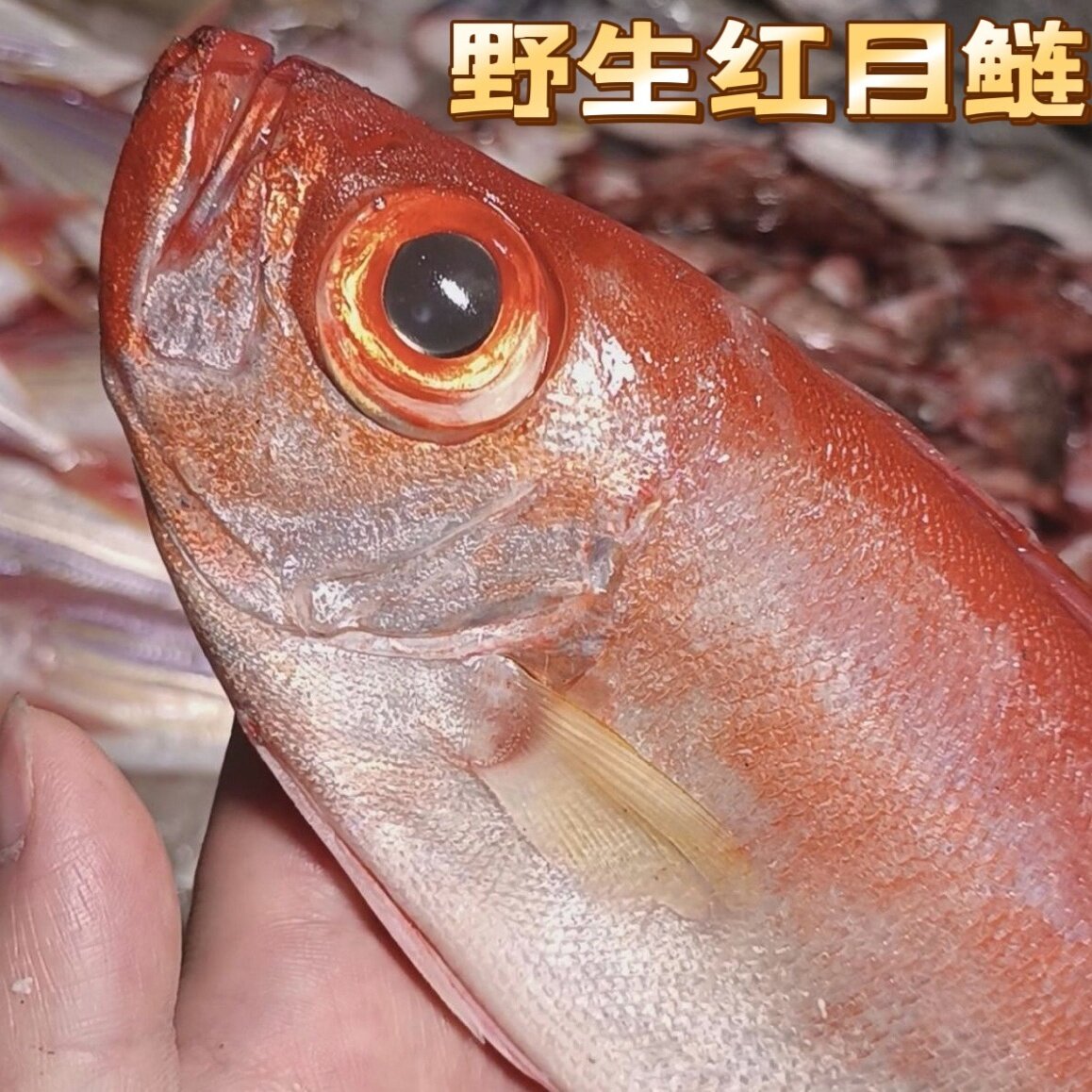 福建大眼鲷鱼新鲜冷冻红目鲢海鲜