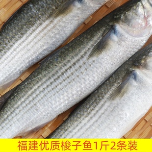 新鲜乌头鱼海鲜新鲜活冻海鲻鱼生鲜海梭鱼海鲻鱼乌鲻鱼