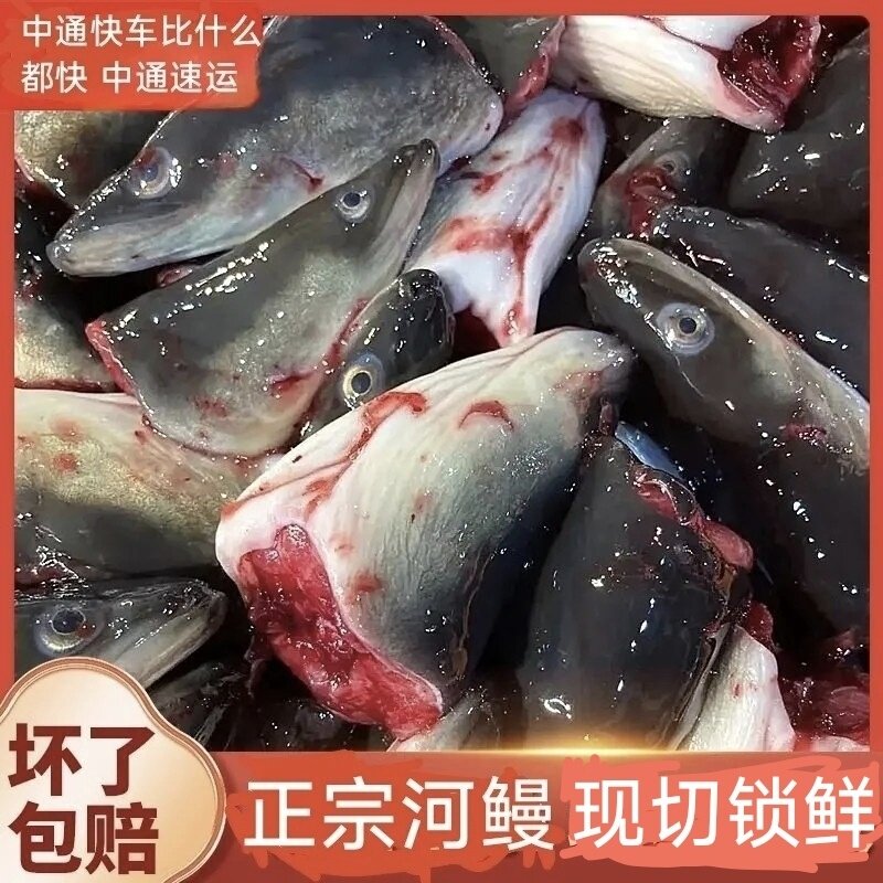 福建闽南新鲜农家海鲜整箱河鳗头新鲜鳗鱼头菜脯潮汕美食鲜活
