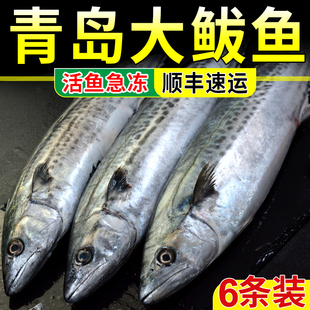 顺丰五斤青岛鲅鱼5到7条装新鲜冷冻马鲛鱼燕鲅鱼鲜活海鲜深海捕捞