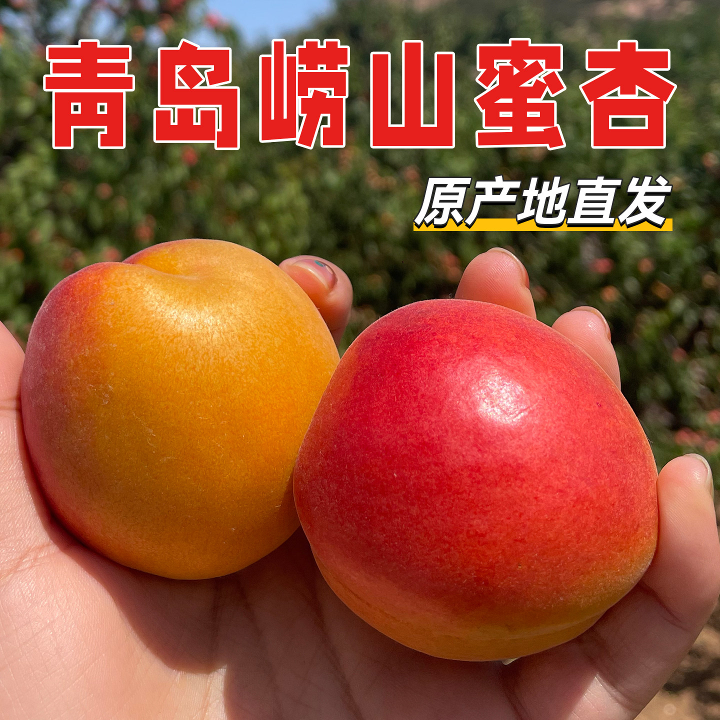 崂山蜜杏新鲜大红杏黄杏甜杏大麦黄青岛特产关公脸杏子新鲜水果