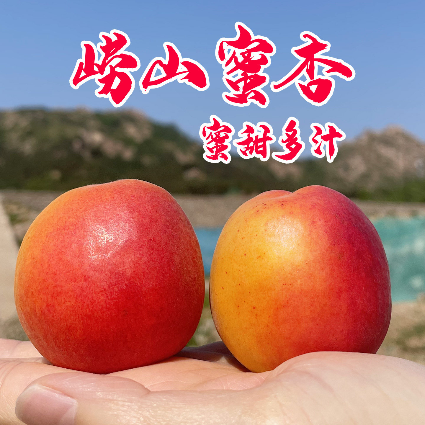 崂山蜜杏新鲜水果大红杏黄杏甜杏大麦黄二号青岛特产关公脸杏子