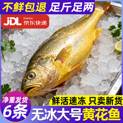 只卖新货舟山大黄花鱼新鲜冷冻