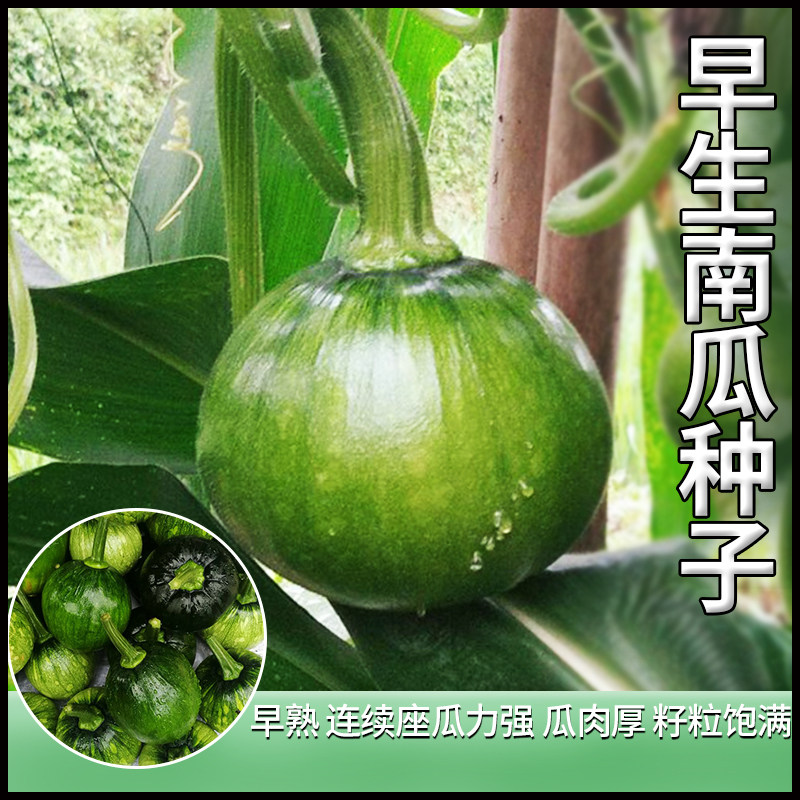 凤鸣雅世早生南瓜种子高产早熟南瓜种籽农家四季菜籽春季蔬菜种孑高性价比高么？