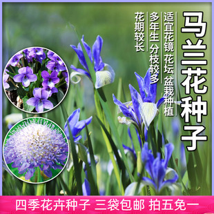 马兰花种子紫盆花种籽盆栽花卉紫花地丁园艺观花庭院四季开花种孑