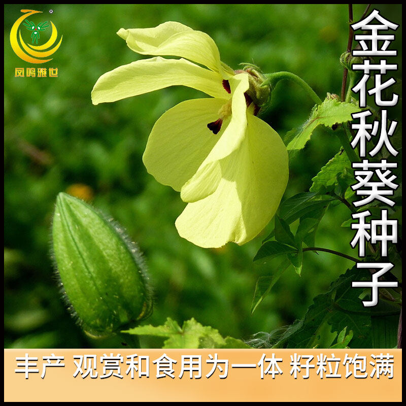 农科院金花葵种子野芙蓉种籽农家春秋季蔬菜四季阳台盆栽秋葵种孑