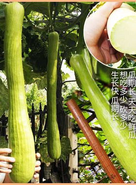 砍瓜种子茭瓜绞瓜蛇瓜农家春夏四季吊瓜种籽秋季蔬菜种孑
