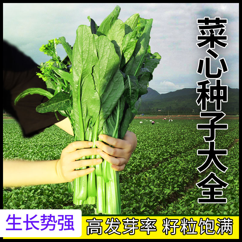 农科院迟菜心种籽广东芥蓝菜心