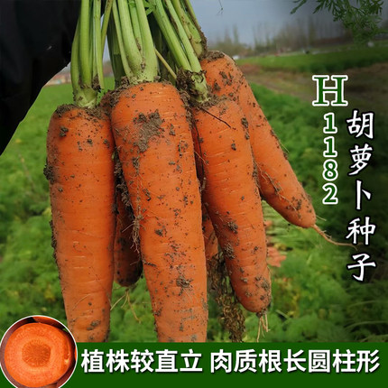 农科院H1182胡萝卜种子可生吃四季蔬菜种籽中菜籽萝卜籽