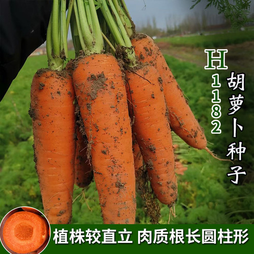 农科院H1182胡萝卜种子可生吃