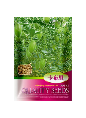 鹰嘴豆种子新疆鸡心农家四季