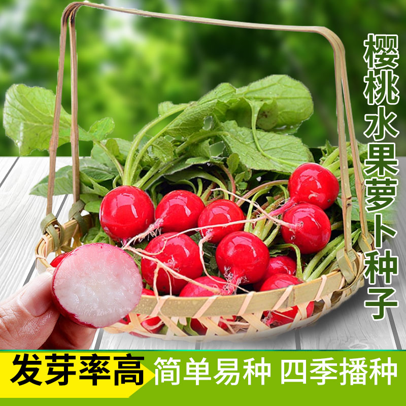 樱桃水果萝卜种子大全四季可种