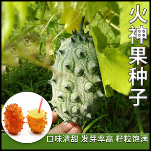 火神果种子海参果非洲蜜瓜种籽刺角籽四季水果蔬果瓜果火圣果种孑