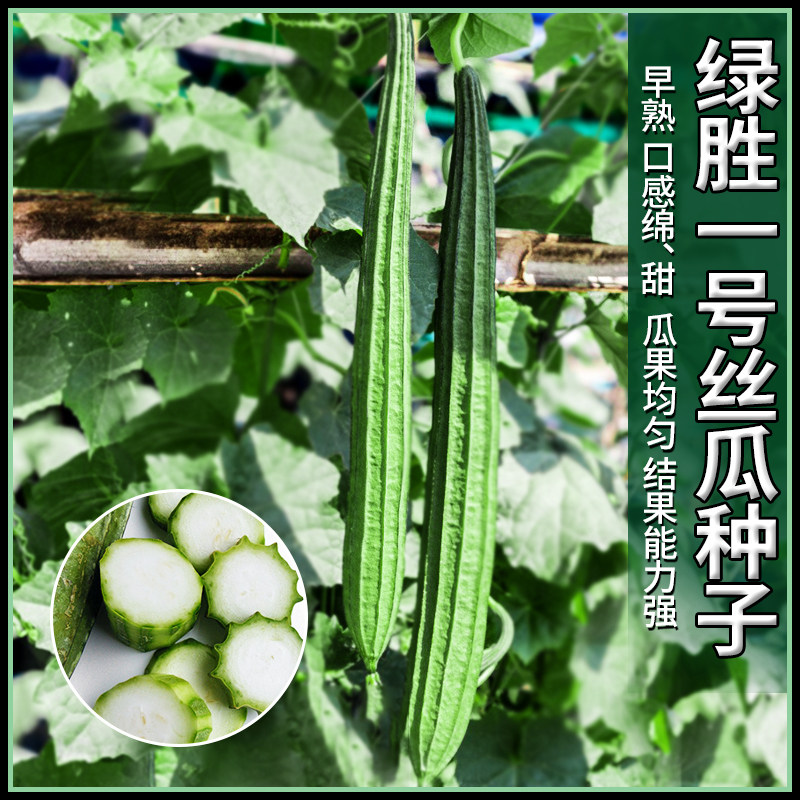 农普绿胜一号有棱丝瓜种子农家四季种植蔬菜种子棱丝瓜籽丝瓜种孑