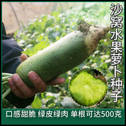 沙窝水果萝卜籽种子四季蔬菜种籽