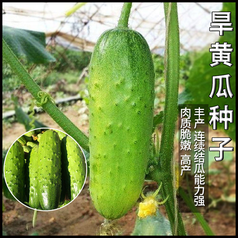 旱黄瓜籽可生吃蔬果种籽