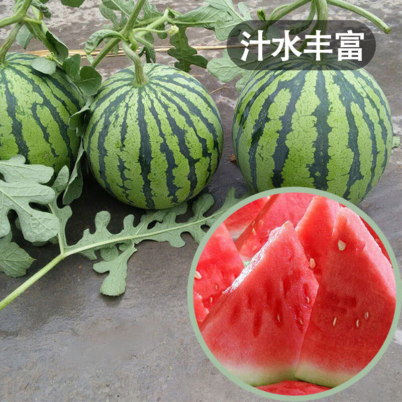 冰糖麒麟西瓜种籽红瓤西瓜四季春季甜西瓜早佳8424西瓜种子属于什么档次？