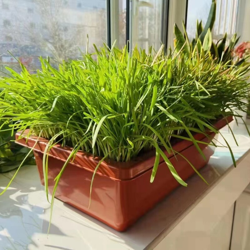 南宫特产黄韭带盆栽新韭菜根苗现挖紫红阳台种菜花盆蔬菜籽本地九