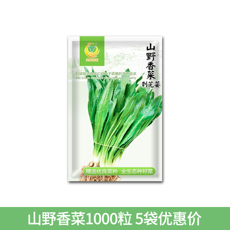 山野大叶香菜野菜种子