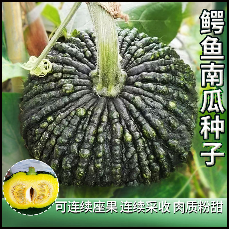 鳄鱼南瓜种子农家板栗南瓜种籽甘面栗子南瓜四季种植蔬菜种孑