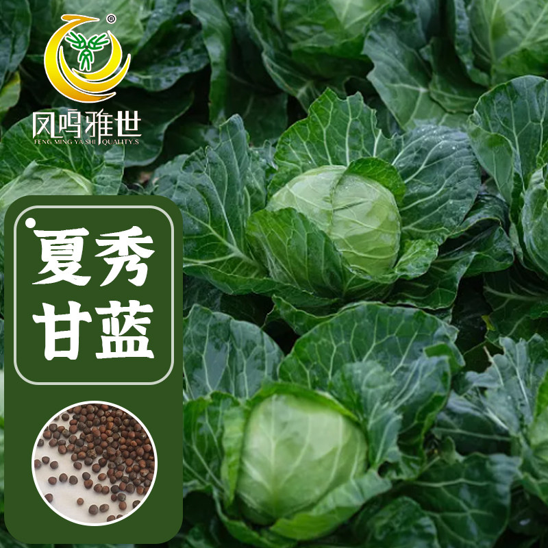 甘蓝种子大全包心菜种籽四季农家包菜菜种蔬菜大头菜甘兰白菜种孑