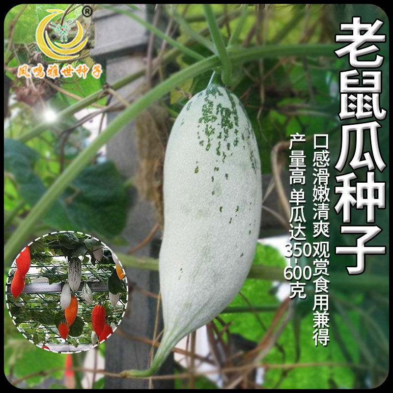 老鼠瓜种籽金芒果瓜蔬菜种子彩瓜变色瓜青菜籽瓜类藤类蔬菜种孑
