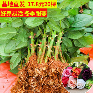 云南直发20颗玫瑰花苗四季 小苗室内阳台盆栽 开花易活浓香扦插月季