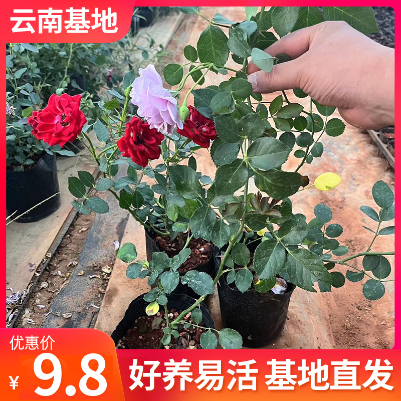 云南直发月季花苗爬藤四季开花