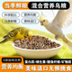 三丁玄凤虎皮鹦鹉专用混合粮含滋养丸均衡营养天然谷物配方促吸收