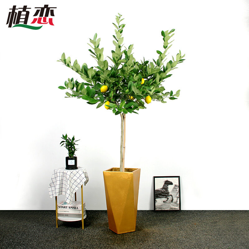 香水柠檬树盆栽花卉绿植大型室内外庭院高杆植物 苏州同城配送