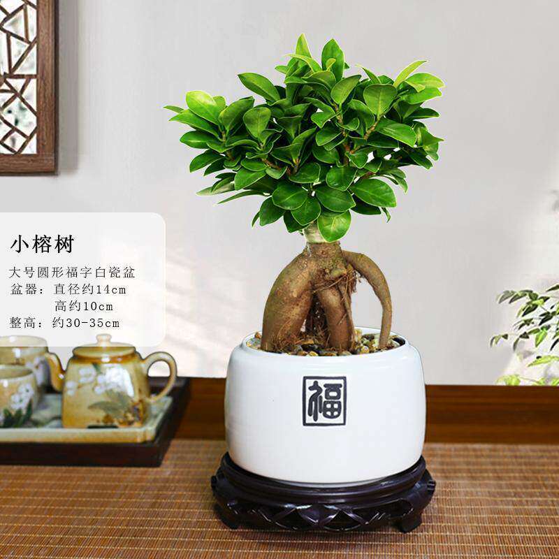 小叶榕树盆景细叶榕人参榕老桩树桩盆栽花卉植物室内桌面阳台好养