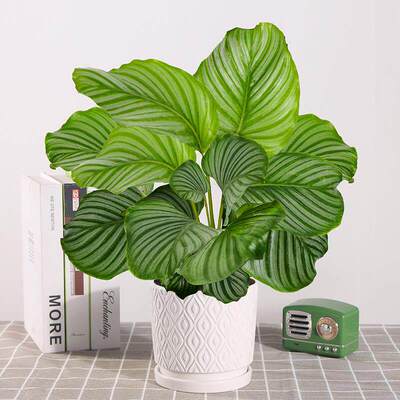 青苹果竹芋盆栽好养观叶植物净化空气绿植室内北欧风小绿植办公室