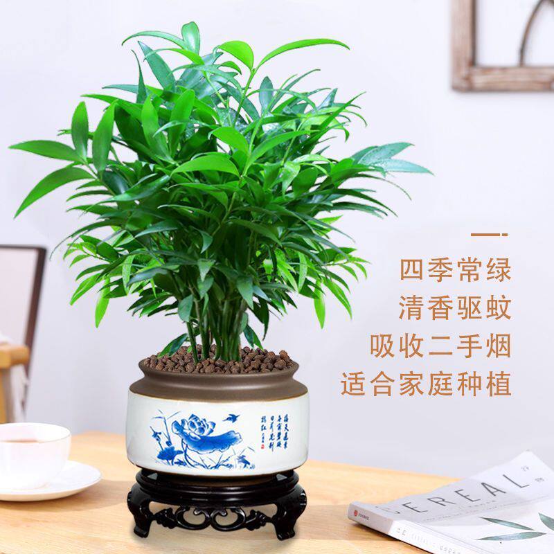 竹柏长寿竹竹子盆栽平安竹室内净化空气驱蚊植物水培懒人绿植花卉