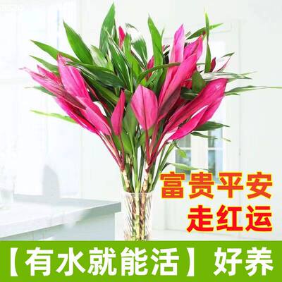 富贵竹水培植物客厅转运竹室内鸿运竹紫竹绿植盆栽带根节节高植物