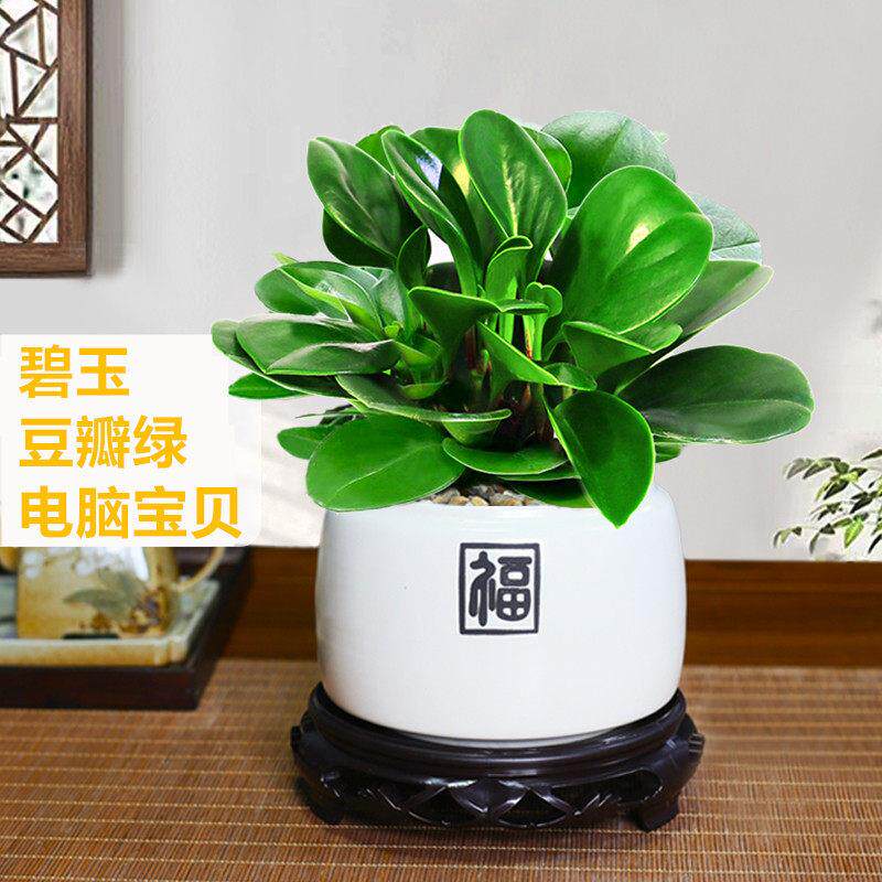 豆瓣绿盆栽碧玉植物办公桌面水养绿植绿植室内净化空气除甲醛绿植