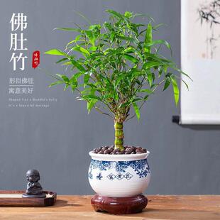 罗汉竹佛肚竹盆栽老桩四季常青植物办公室内客厅矮化盆景竹子绿植