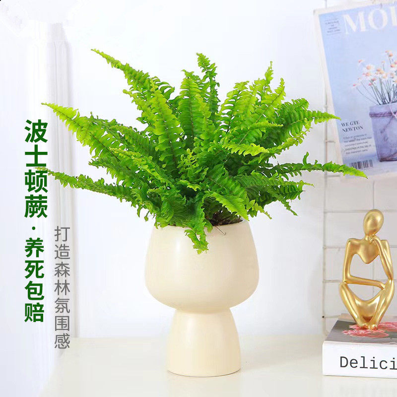 波士顿蕨绿植室内盆栽吊兰垂吊波斯顿蕨类植物观叶好养活净化空气