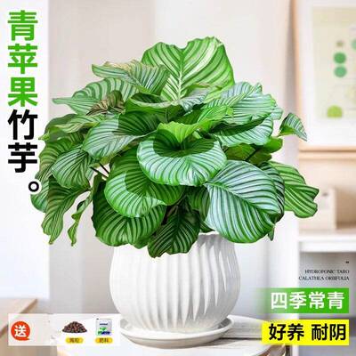 青苹果竹芋盆栽室内好养活净化空气办公桌面观叶植物四季常青好养
