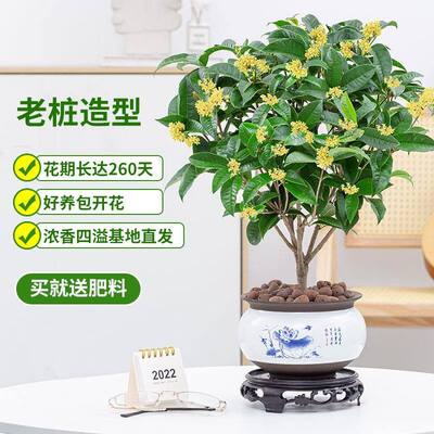 四季桂花树苗盆栽植物开花浓香室内阳台庭院好养活浓香型花卉月桂
