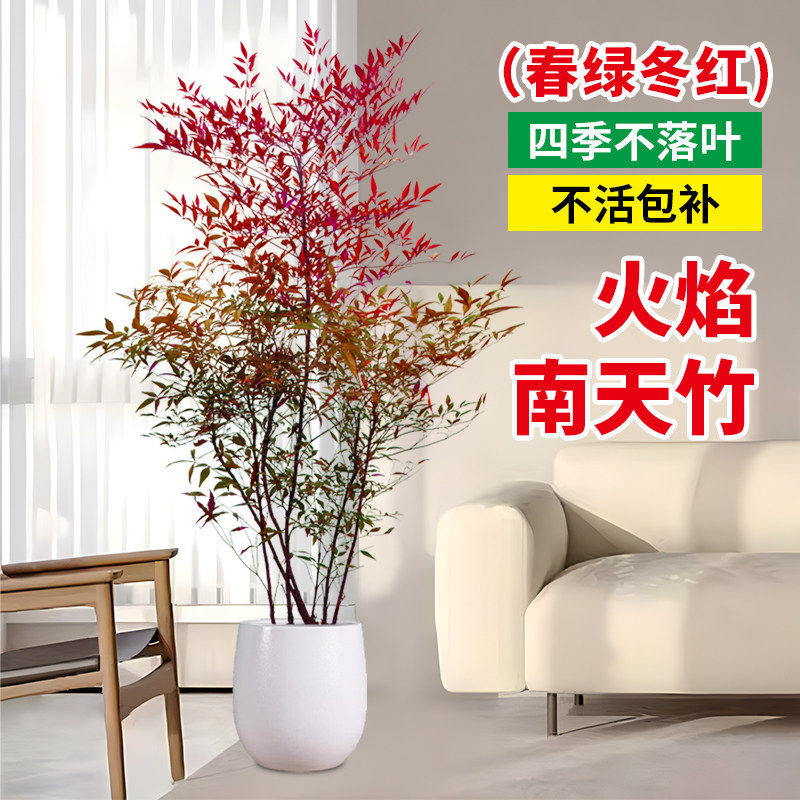火焰南天竹盆栽客厅树苗室内植物盆景室外庭院耐寒竹子苗花卉绿植