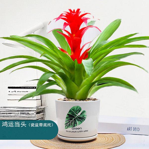 鸿运当头盆栽小红星办公室前台送礼花卉绿植好养凤梨好养活植物花