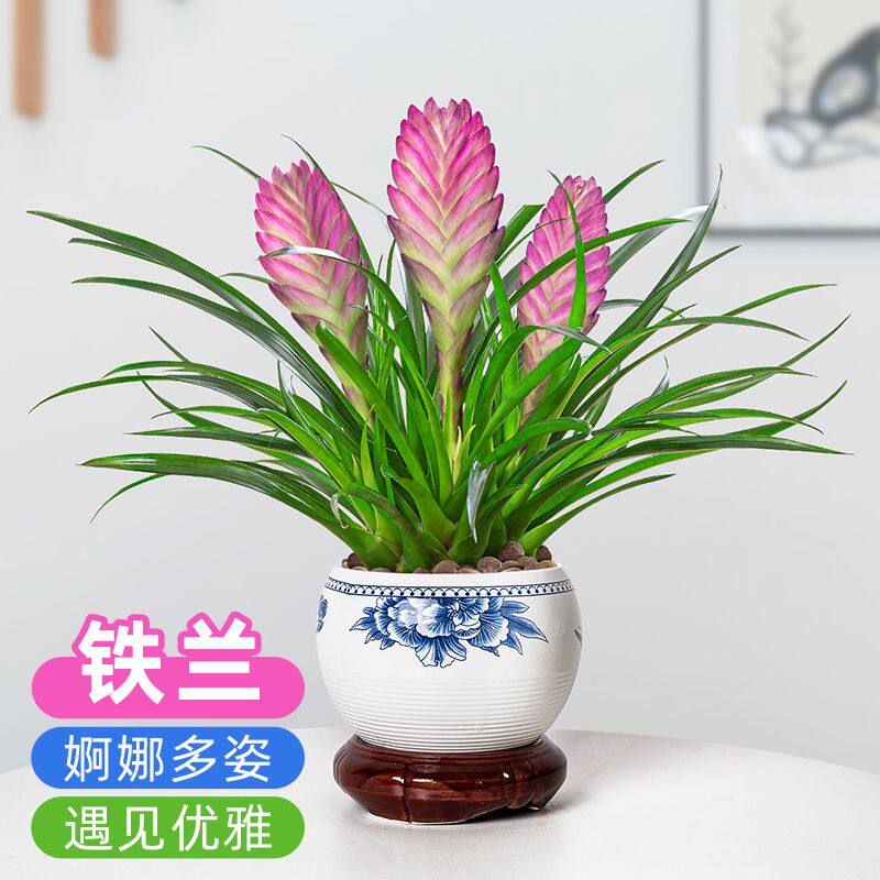 水培铁兰盆栽室内花卉绿植四季好养植物阳台客厅办公室净化空气花