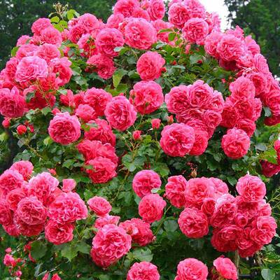 红罗莎莉月季花苗四季开花浓香庭院爬藤植物室内盆栽玫瑰蔷薇花卉
