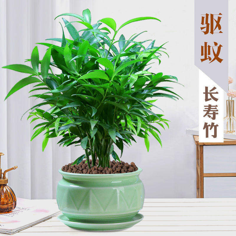 竹柏长寿竹盆栽土培平安竹室内净化空气驱蚊植物水培懒人绿植花卉