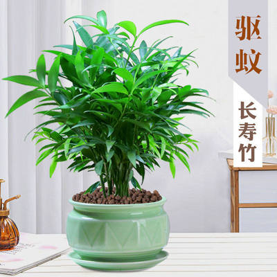 竹柏长寿竹盆栽土培平安竹室内净化空气驱蚊植物水培懒人绿植花卉