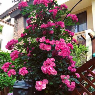 安吉拉月季藤本月季花庭院欧月爬藤植物四季开花多花盆栽爬藤浓香