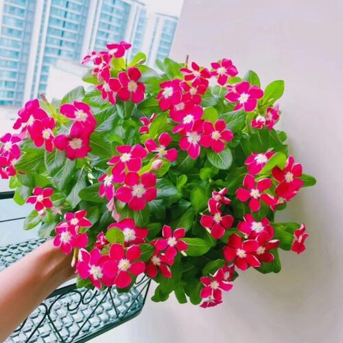 带花苞长春卉盆栽重五瓣合
