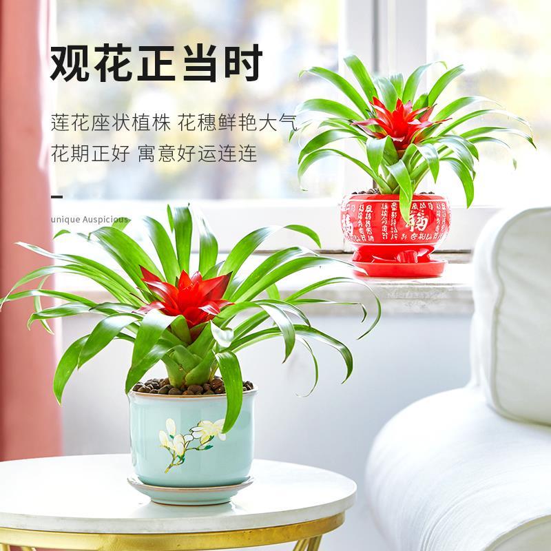 鸿运当头花卉盆栽小红星凤梨水培好养绿植室内菠萝花红色喜庆植物