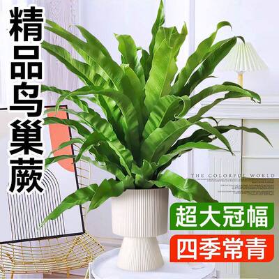 鸟巢厥盆栽蕨类客厅植物办公室室内懒人鸟巢蕨水培带北欧绿植花卉